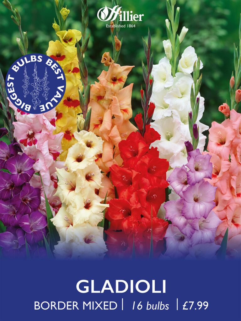 Gladioli Border Mixed Bulbs 8718641997376 2